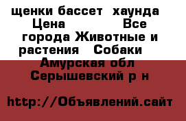 щенки бассет- хаунда › Цена ­ 20 000 - Все города Животные и растения » Собаки   . Амурская обл.,Серышевский р-н